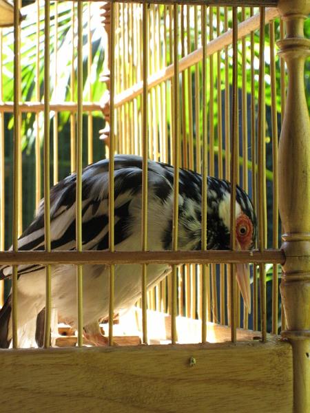 2007 07 11 BALI 0049.jpg